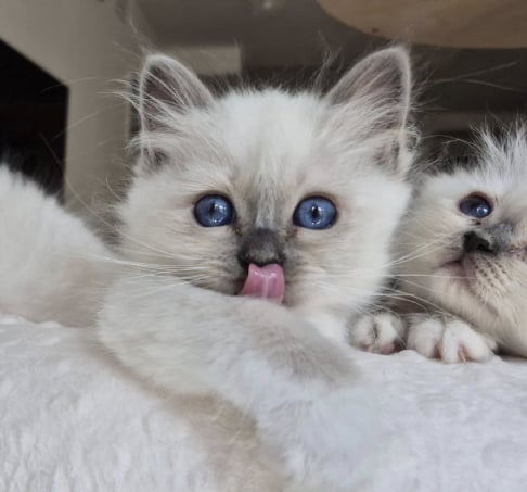 cuccioli di sacro di birmania