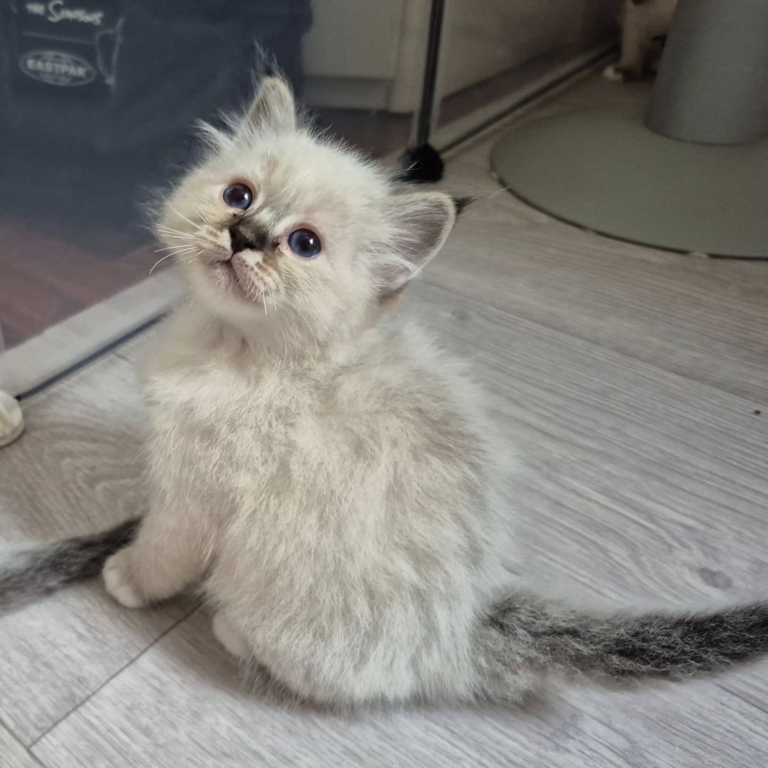 cucciolo sacro di birmania 